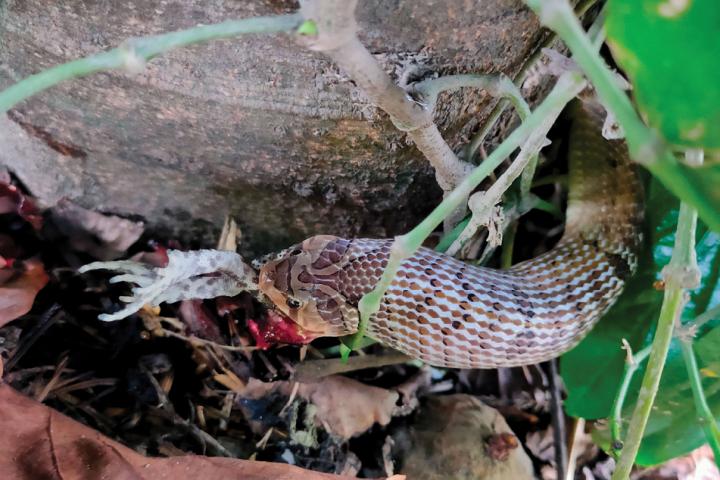 Small-banded Kukri Snake swallowing a large juvenile toad