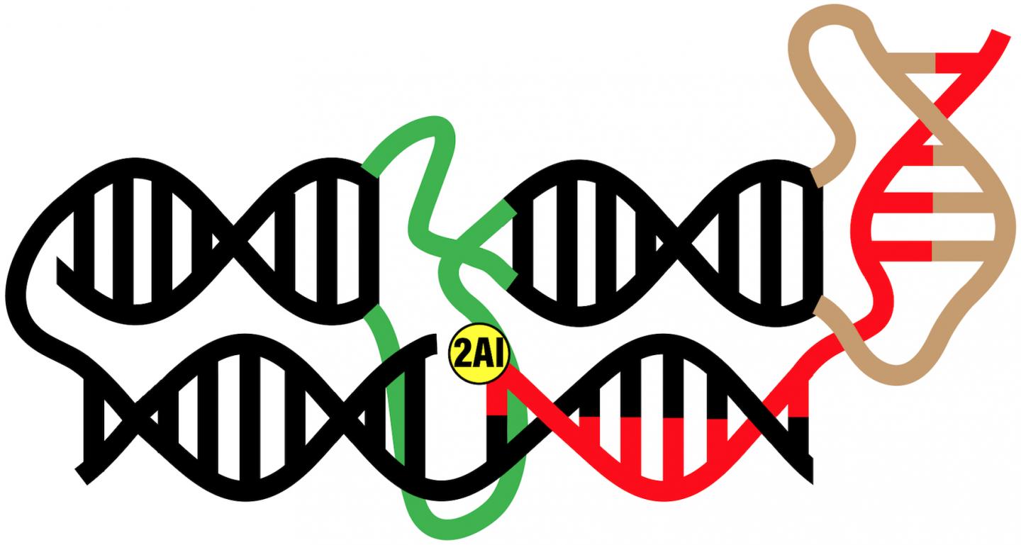 Ribozymes specifically catalyze the formation of RNA linkages using prebiotic substrates containing 2-aminoimidazole (2AI).