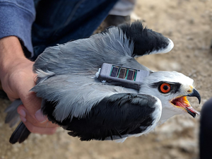 Black Winged Kite Released