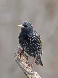 European Starling