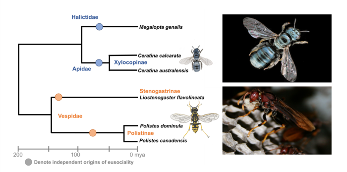 Study species