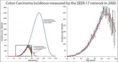 Colon Carcinoma Incidence Measured By SEER-17 Network In 2000