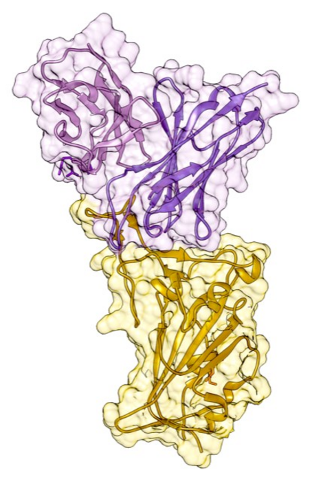 Structure of the variable domains of the Cv2.1169 antibody