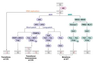 Mechanistic model of point mutation generation during SHM