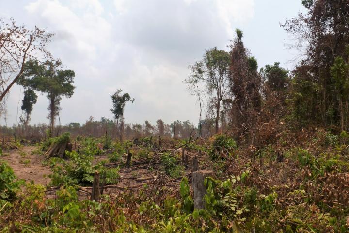 Deforestation for Rubber in Cambodia