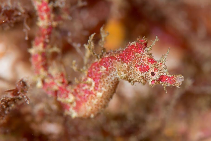 Newly discovered pygmy pipehorse