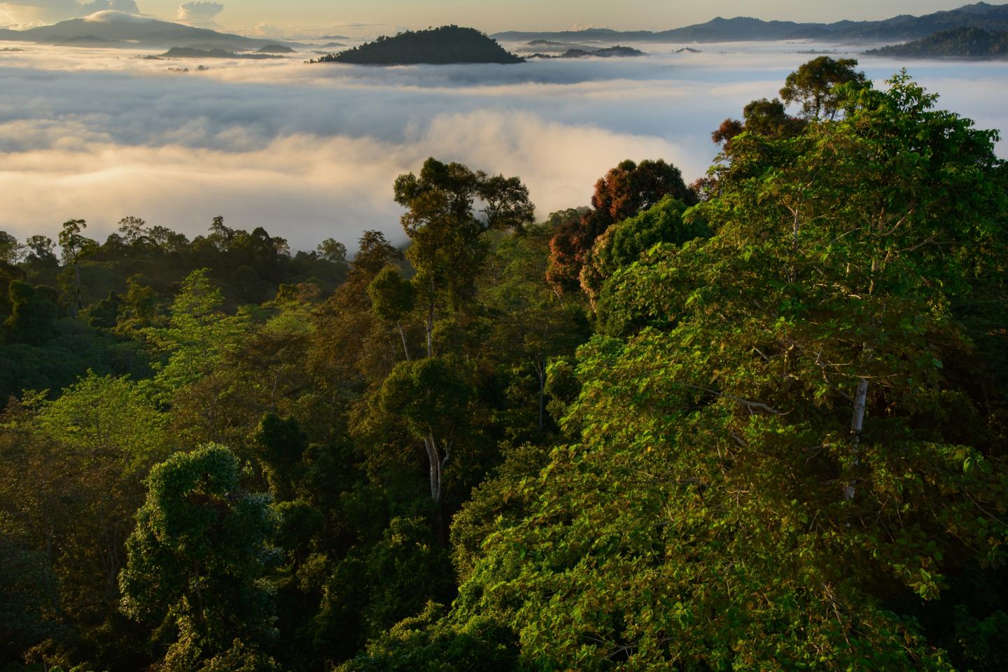 Borneo Rainforest (1 of 2)