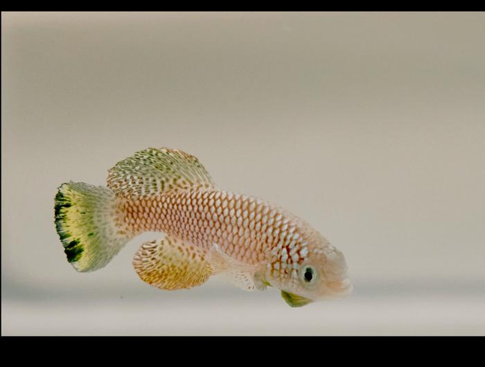 Male killifish