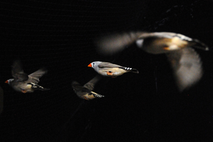 Zebra finches in a wind tunnel