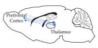 PFC-Thalamus Circuit