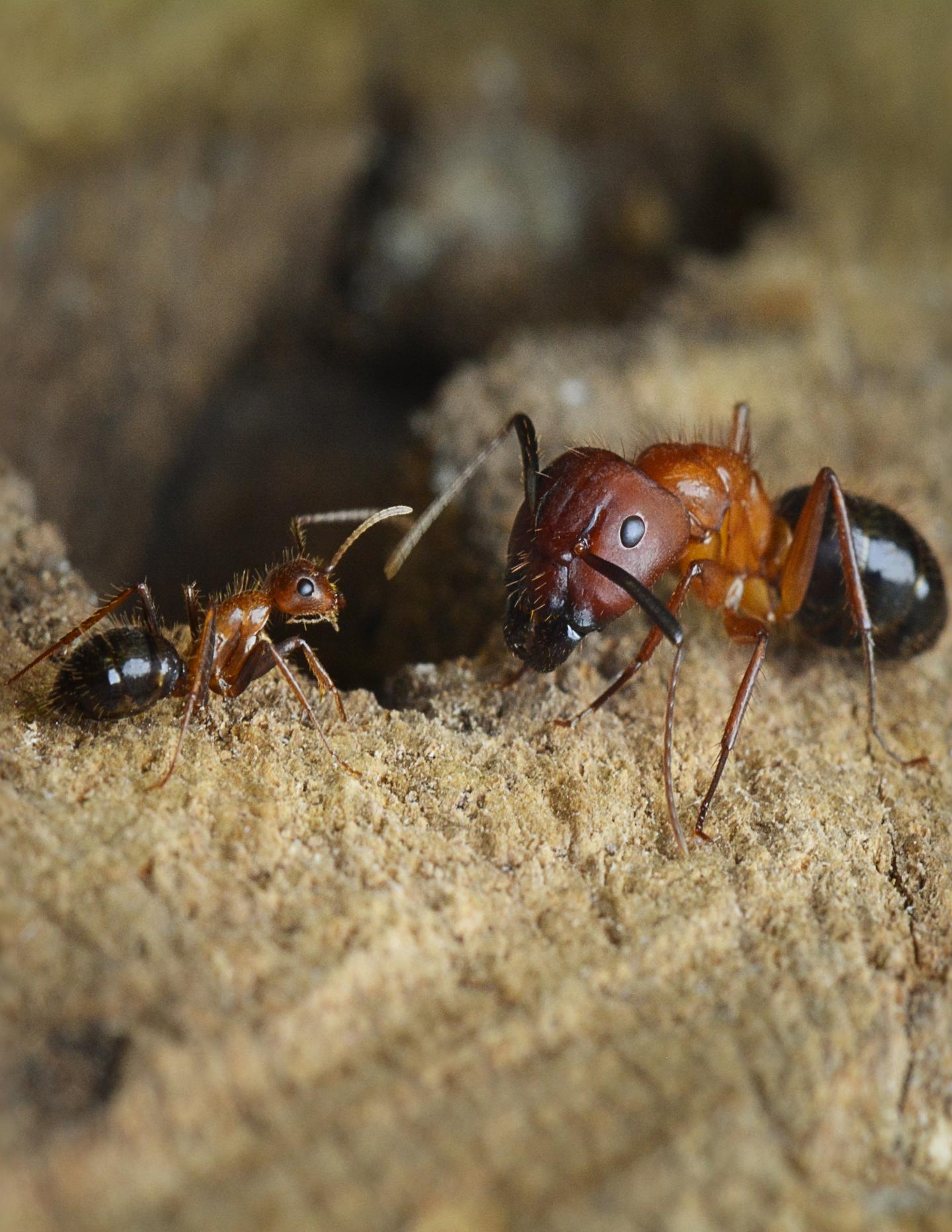 Minor and Major <em>C. Floridanus</em> Workers