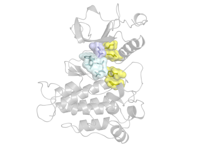 FGFR kinase with gatekeeper residue, hydrophobic spine, and ATP