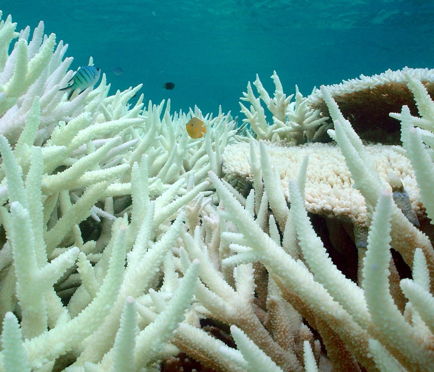 Bleached Corals