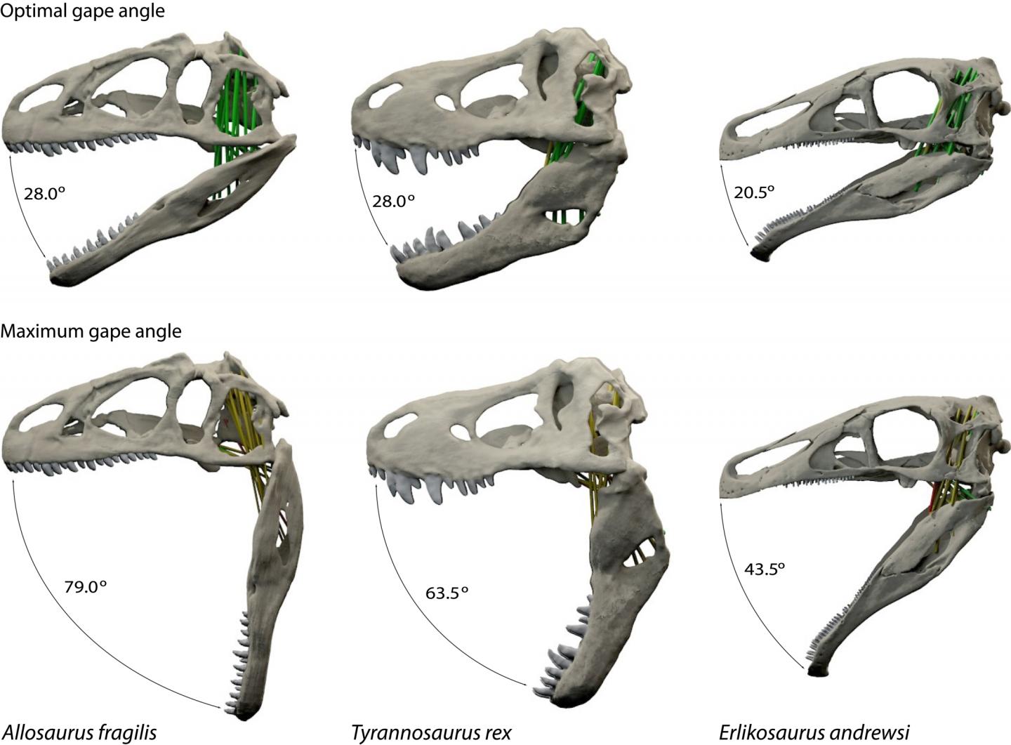 Optimal and Maximal Jaw Gapes for the Three Dinosaurs in the New Study