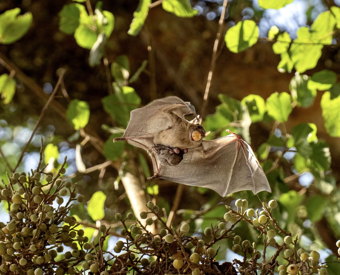 Baby bats with their mothers. [IMAGE] EurekAlert! Science News Releases