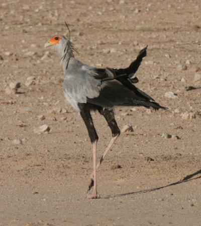 Secretarybird