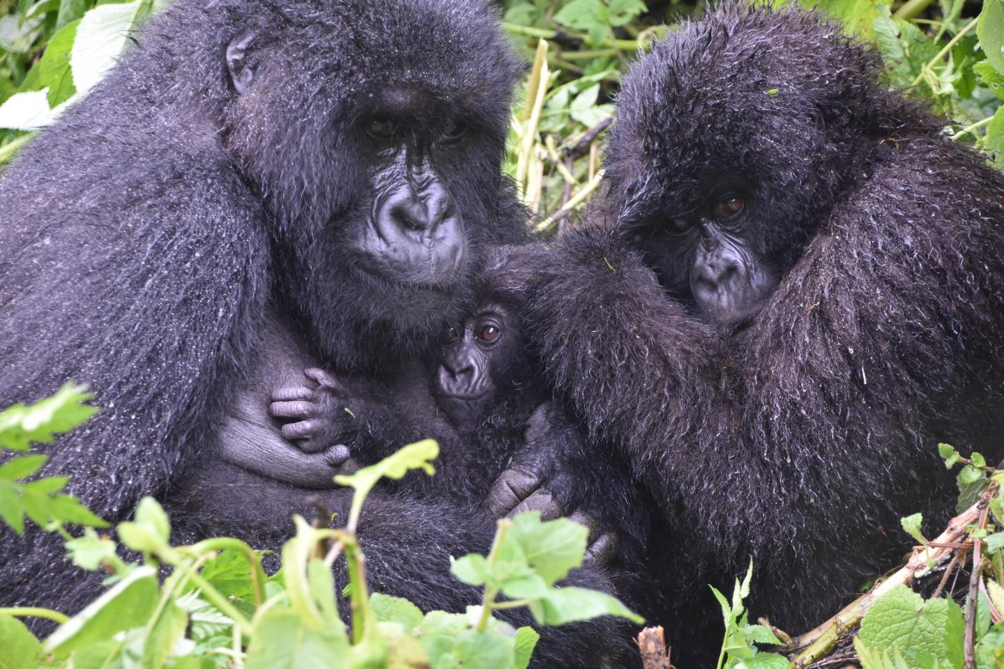 Mountain gorilla family