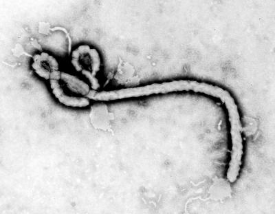 <I>Ebola</I> Virus