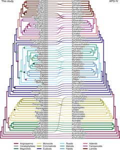 Tanglegram at ordinal level between this work (left) and the APG IV schematic tree (right)