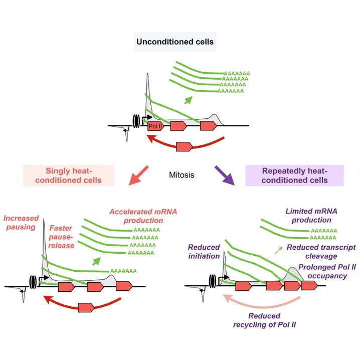 Cell Transcription Memory