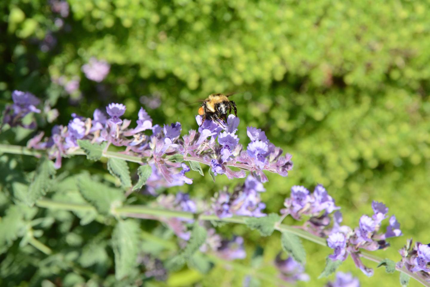 Climate Change: Compressing the Bumblebee Home Range (2 of 18)