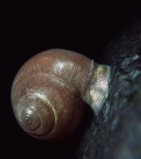 Land Snail Adhering to a Rough Surface Using Its Epiphragm