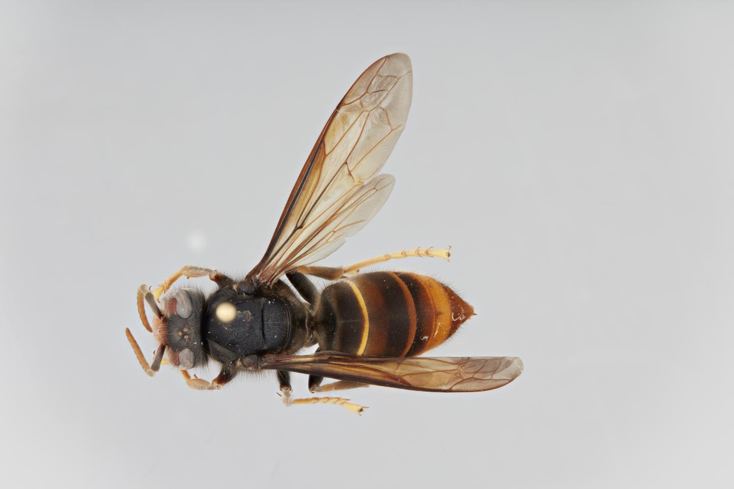 The Specimen of <i>Vespa velutina</i> Collected in Hamburg