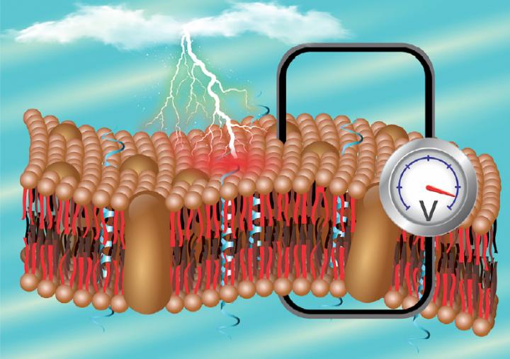 pyroelectric soft membrane