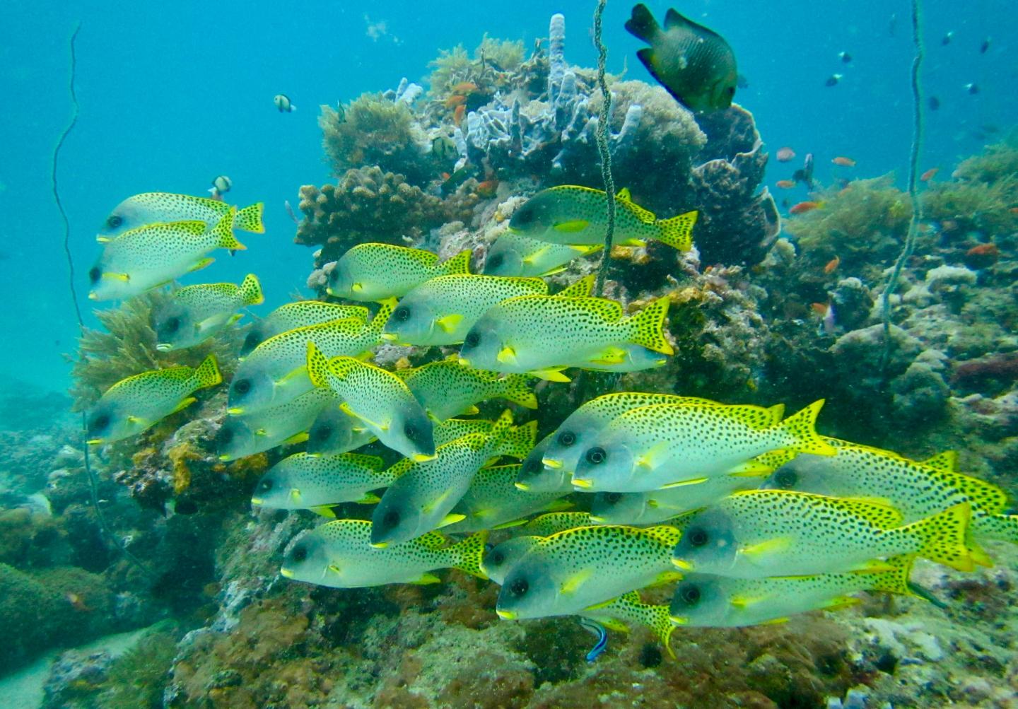 Coral Reef Fish