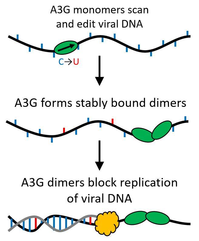 Illustrated Representation of APOBEC3G in its First and Second Functions