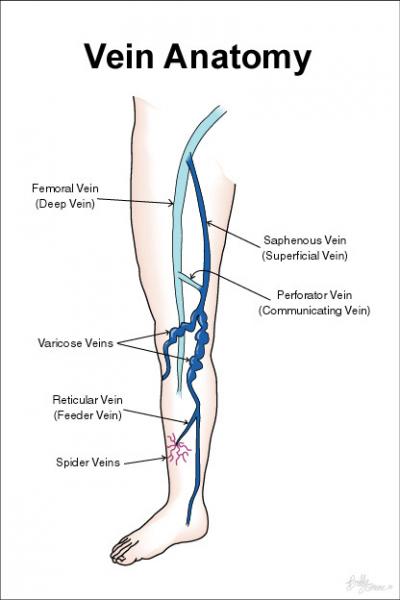 Schematic Of Leg Veins IMAGE EurekAlert Science News Releases