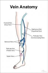 Schematic of Leg Veins