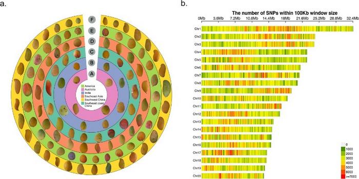 Fruit features and genome-wide variant calling of mango accessions.