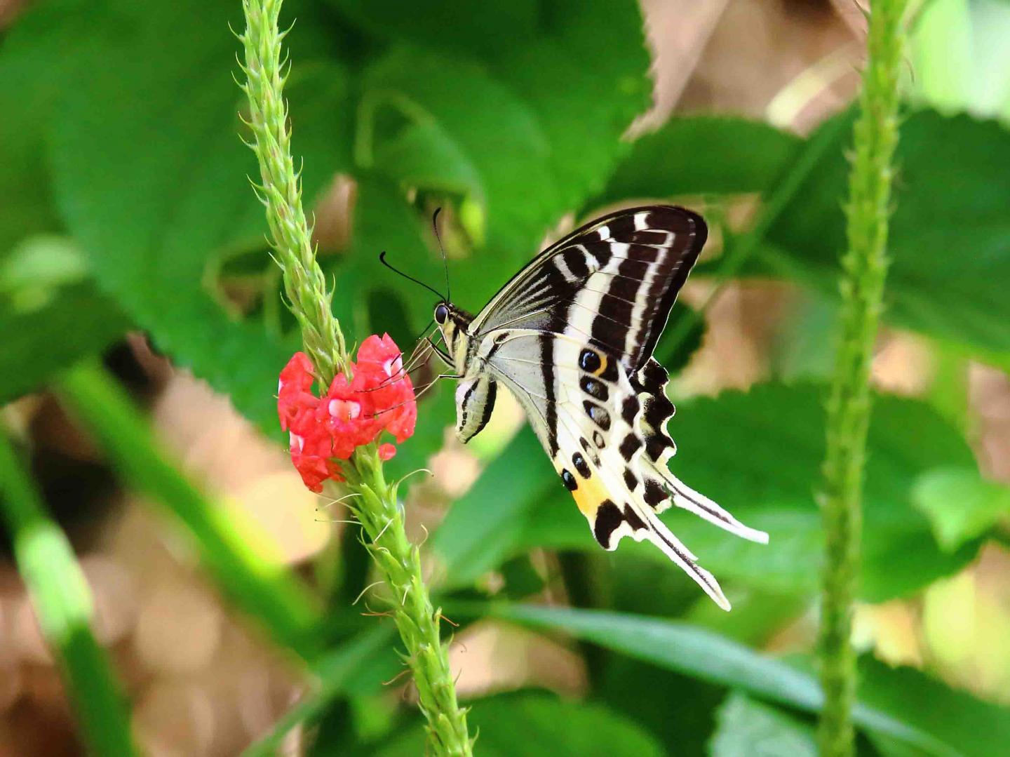 Natewa Swallowtail (<i>Papilio natewa</i>) (1 of 2)