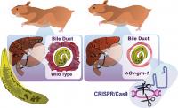 CRISPR/Cas9 Shown to Limit Impact of Liver Fluke Infection