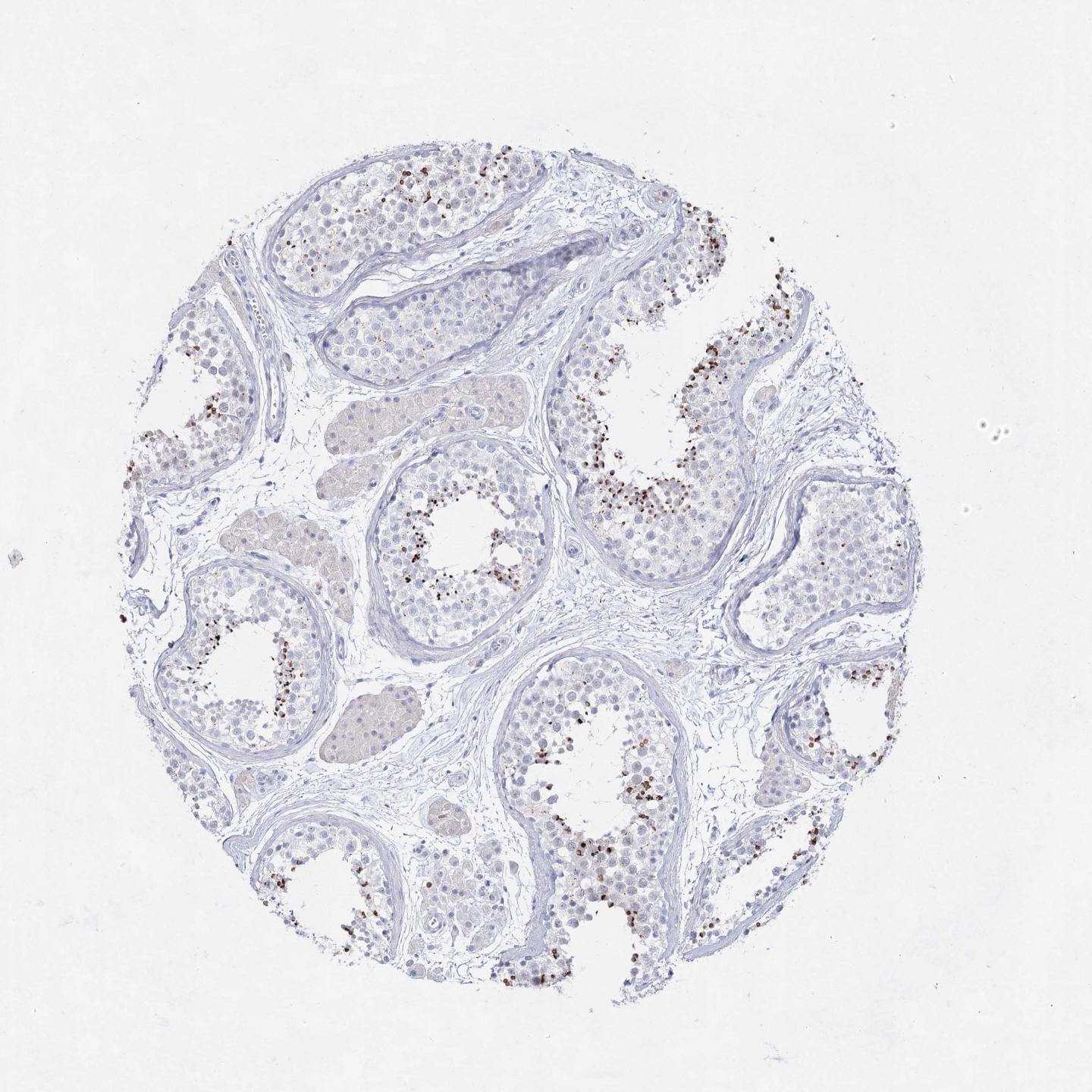 New Map Tracks Protein Expression in Human Tissues (2 of 8)