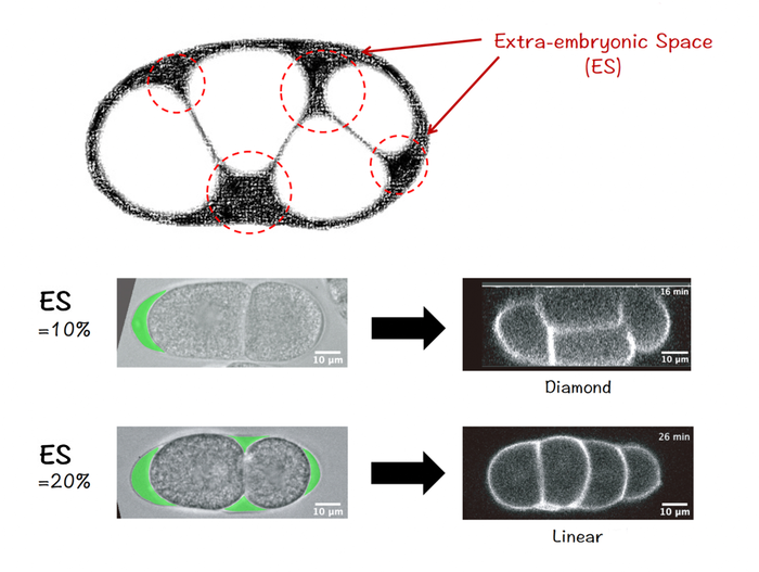 Mind the gap: Space inside eggs steers first few steps of life