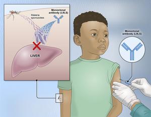 A single injection of an experimental monoclonal antibody called L9LS prevented malaria infection in children in Mali.