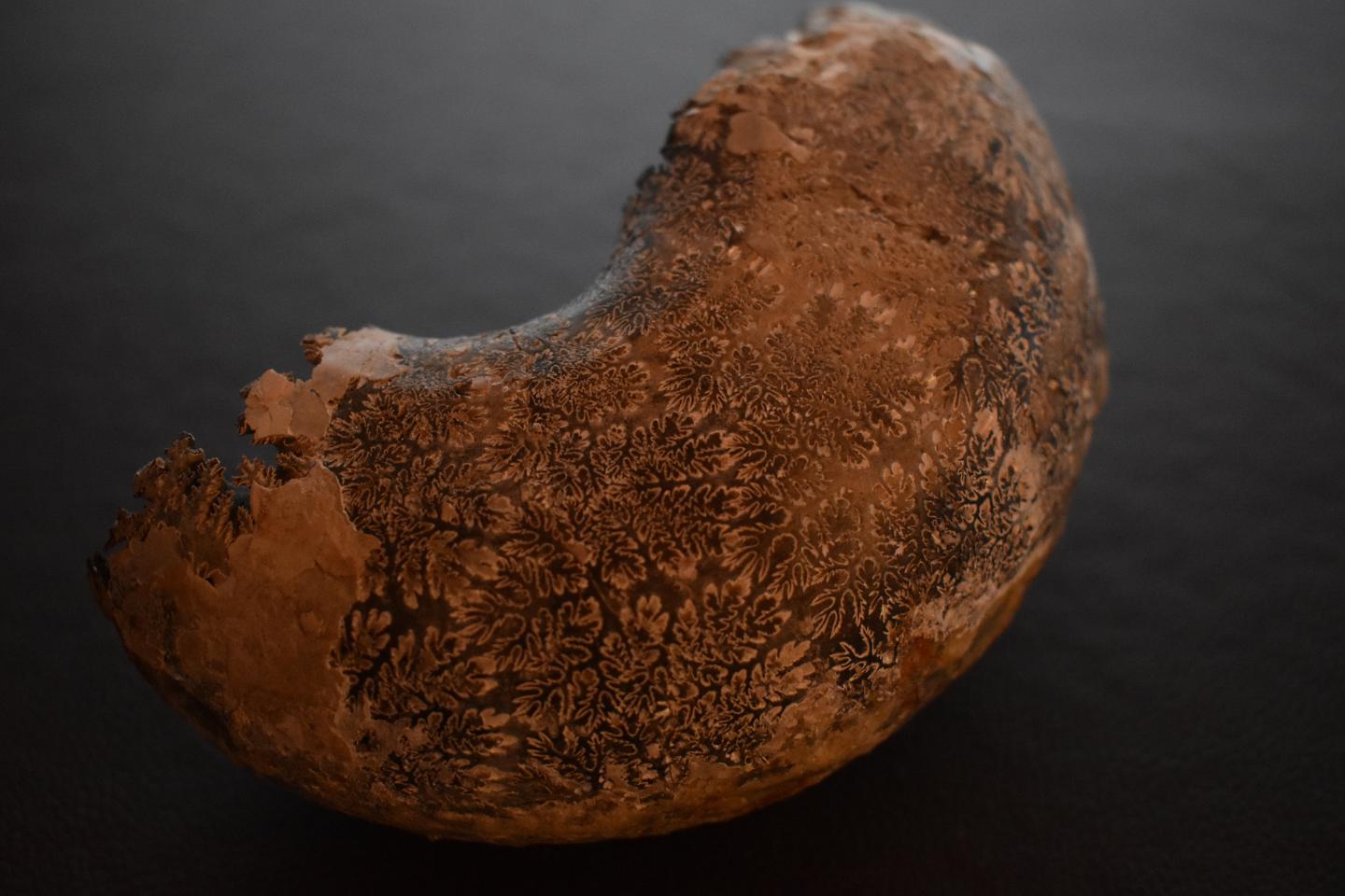 Fossil of Menuites oralensis with external shell removed to reveal intricate suture patterns.