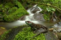 New Species of Stream Lizard