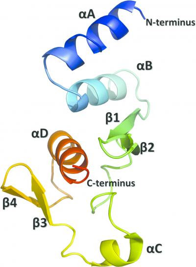 A Diagrammatic Representation of the Structure of EBOV NPCt
