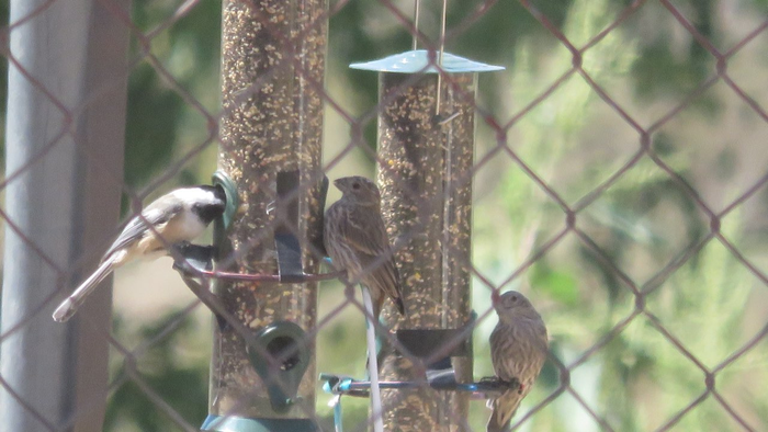 House finches and blackcapped chickadee