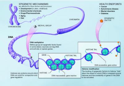 A Scientific Illustration of How Epigenetic Mechanisms Can Affect Health