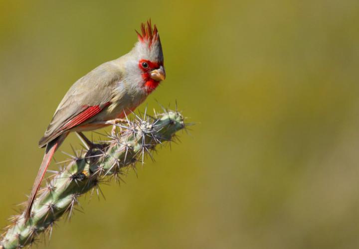 Male Pyrrhuloxia