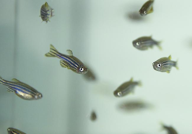 Zebrafish