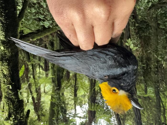 First Photo of the Yellow-crested Helmetshrike