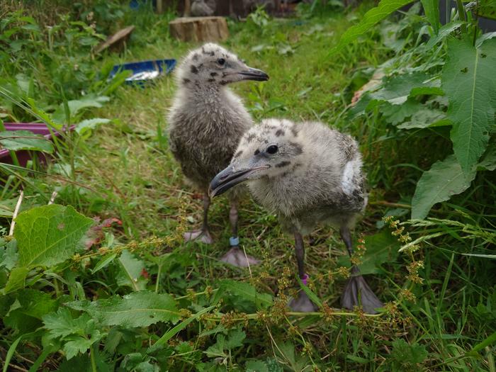 Two herring gull chicks