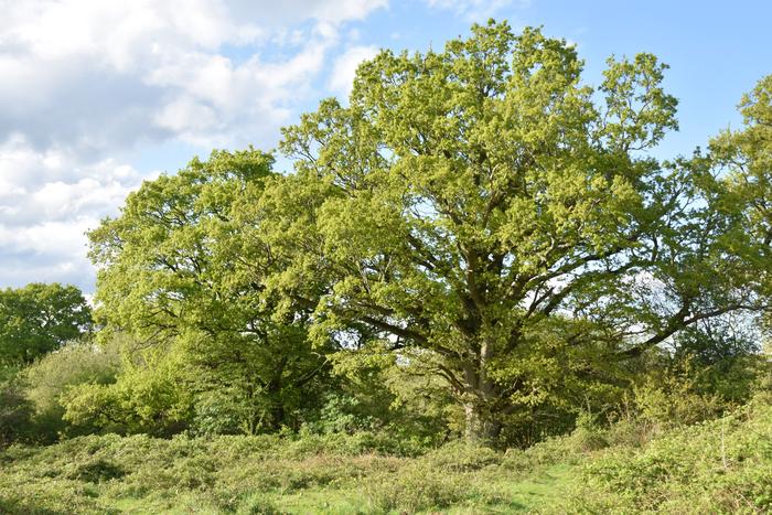 Oak in open grassland