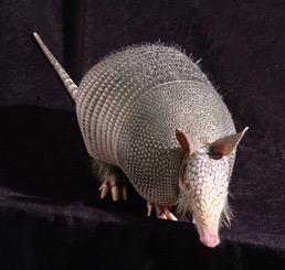 More Than Half of Amazonian Armadillos Carry Leprosy