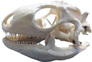 skull of a green iguana